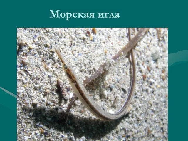 Морская игла