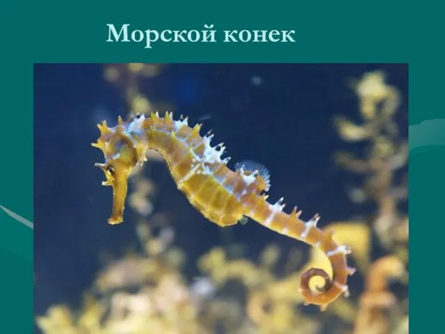 Морской конек