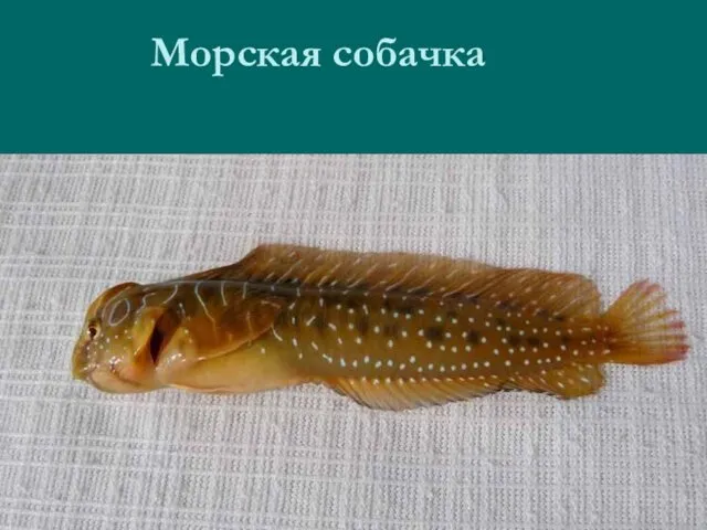 Морская собачка