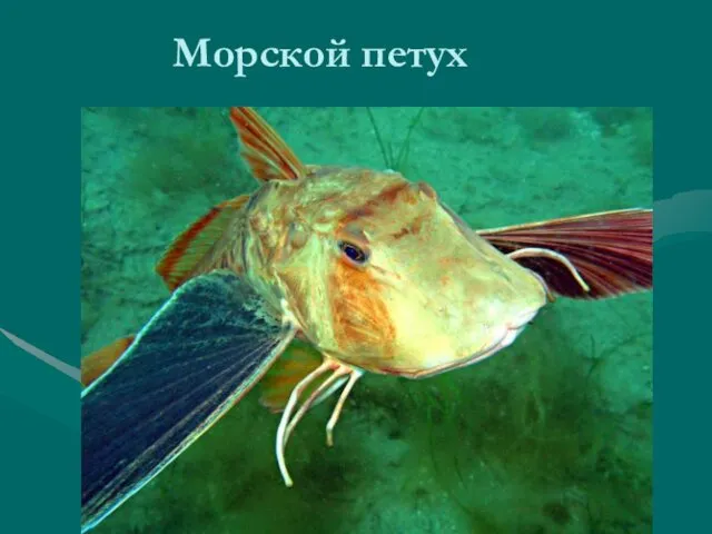 Морской петух