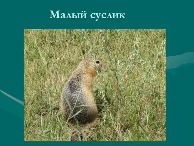 Малый суслик