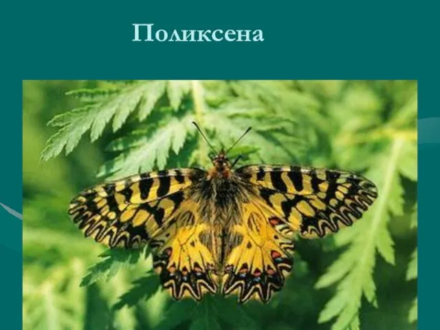 Поликсена