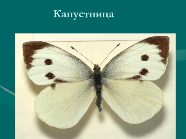 Капустница