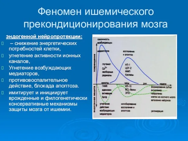 Феномен ишемического прекондиционирования мозга эндогенной нейропротекции: – снижение энергетических потребностей клетки,