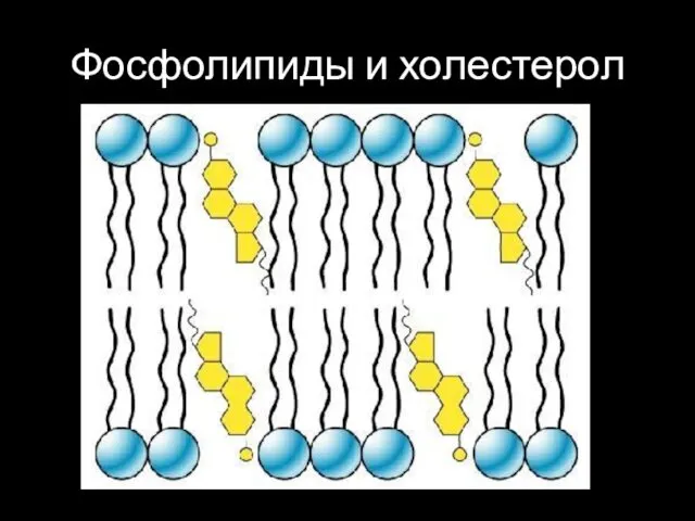 Фосфолипиды и холестерол