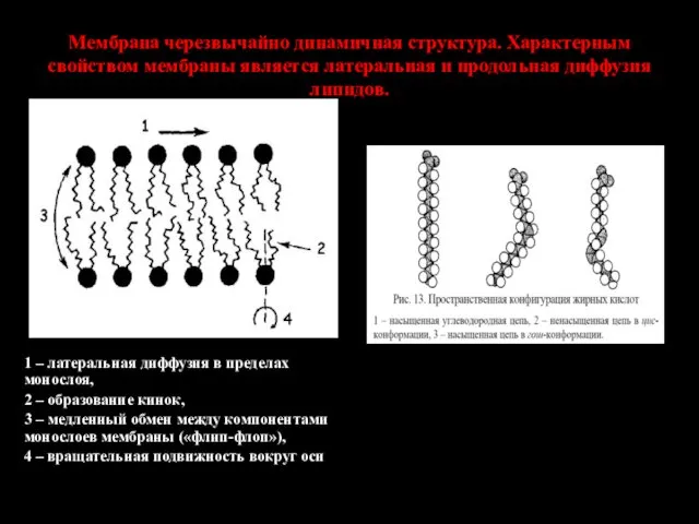 Мембрана черезвычайно динамичная структура. Характерным свойством мембраны является латеральная и продольная