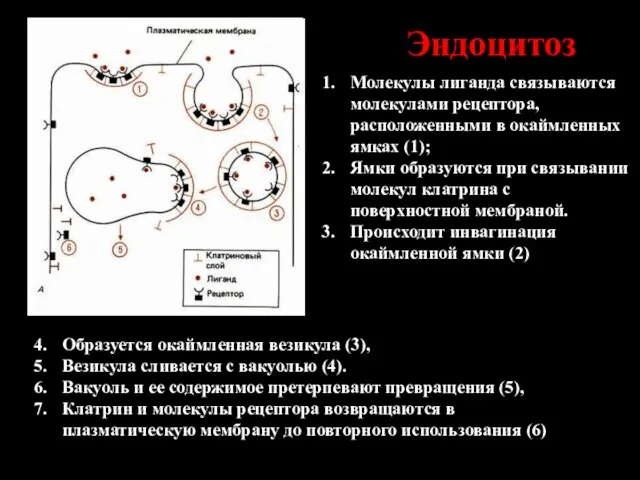 Эндоцитоз Образуется окаймленная везикула (3), Везикула сливается с вакуолью (4). Вакуоль