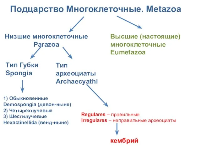 Подцарство Многоклеточные. Metazoa Низшие многоклеточные Parazoa Высшие (настоящие) многоклеточные Eumetazoa Тип