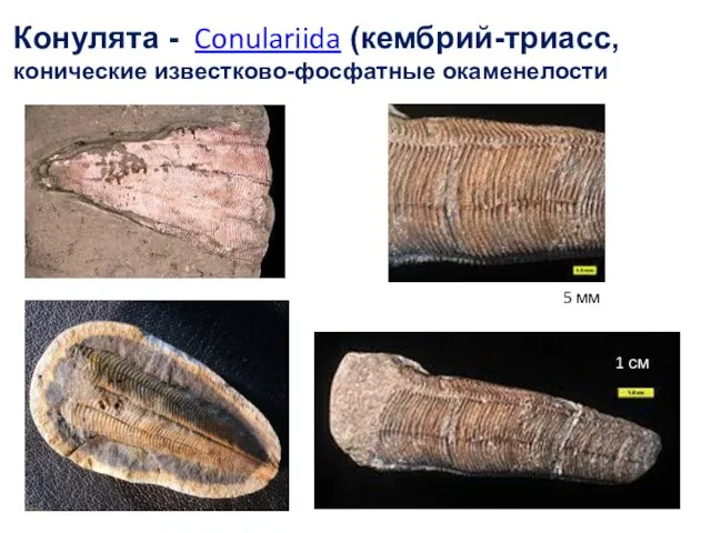 Конулята - Conulariida (кембрий-триасс, конические известково-фосфатные окаменелости 5 мм 1 см