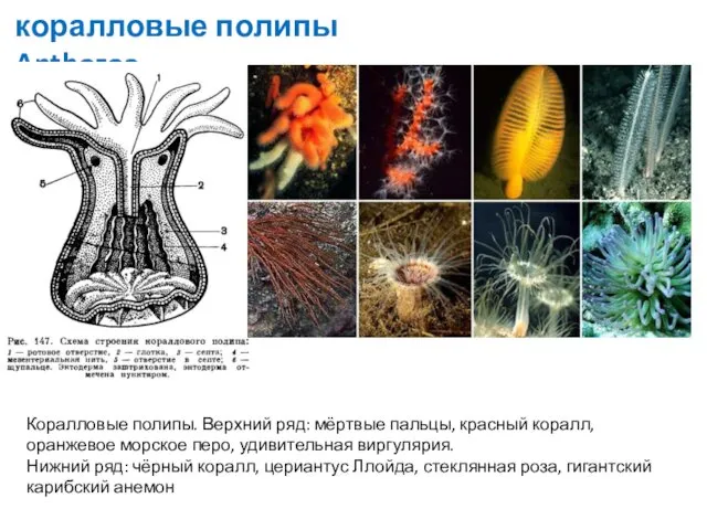 коралловые полипы Anthozoa Коралловые полипы. Верхний ряд: мёртвые пальцы, красный коралл,