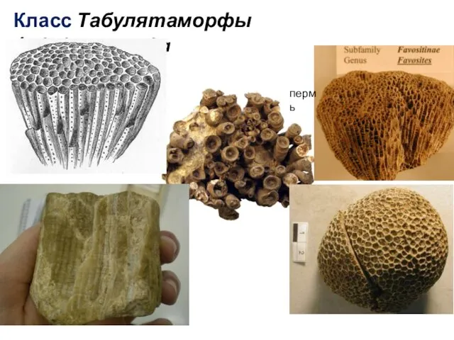 Класс Табулятаморфы /Tabulyatamorpha пермь