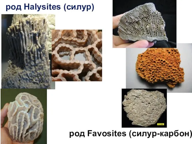 род Halysites (силур) род Favosites (силур-карбон)