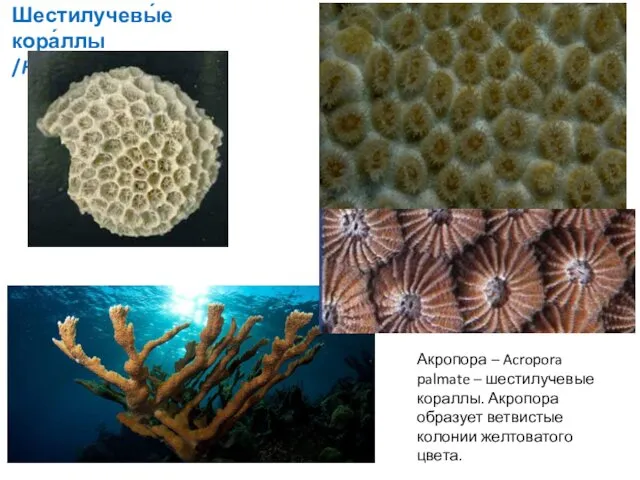 Шестилучевы́е кора́ллы /Hexacorallia) Акропора – Acropora palmate – шестилучевые кораллы. Акропора образует ветвистые колонии желтоватого цвета.