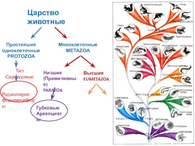 Царство животные Простейшие одноклеточные PROTOZOA Мнооклеточные METAZOA Низшие (Примитивные) PARAZOA Высшие