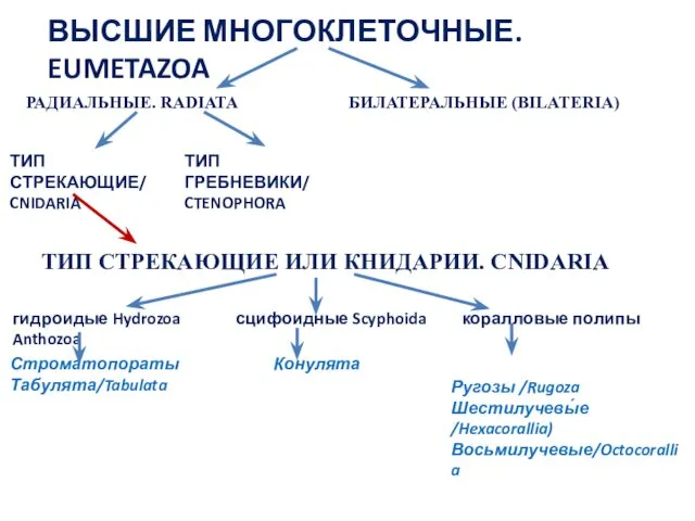 ВЫСШИЕ МНОГОКЛЕТОЧНЫЕ. EUMETAZOA РАДИАЛЬНЫЕ. RADIATA БИЛАТЕРАЛЬНЫЕ (BILATERIA) ТИП СТРЕКАЮЩИЕ/ CNIDARIA ТИП