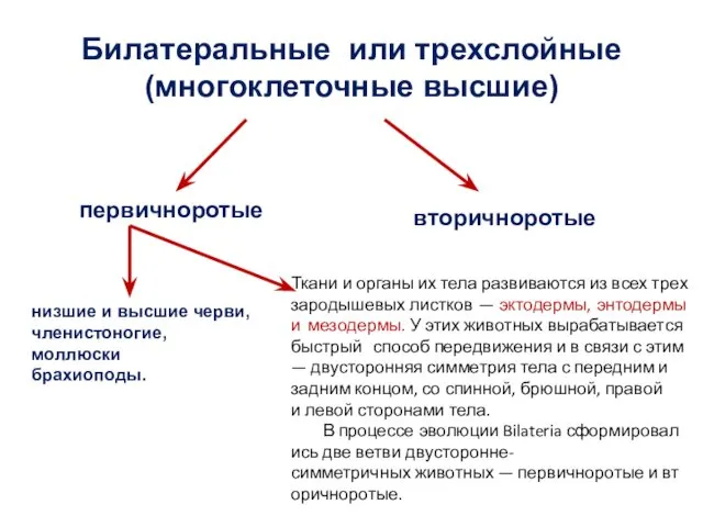 низшие и высшие черви, членистоногие, моллюски брахиоподы. Билатеральные или трехслойные (многоклеточные