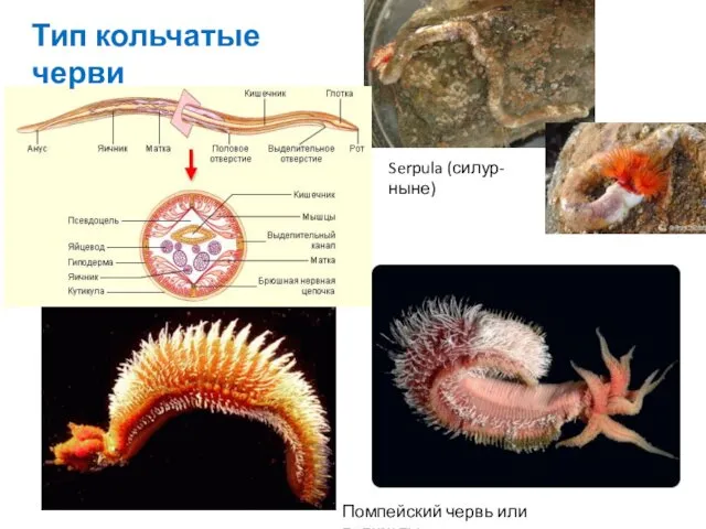 Помпейский червь или полихеты Тип кольчатые черви Serpula (силур-ныне)