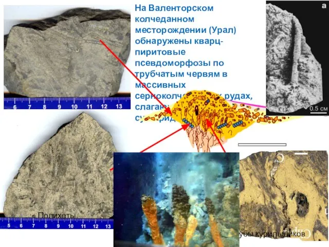 На Валенторском колчеданном месторождении (Урал) обнаружены кварц-пиритовые псевдоморфозы по трубчатым червям