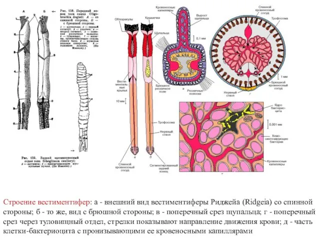 Строение вестиментифер: а - внешний вид вестиментиферы Риджейа (Ridgeia) со спинной