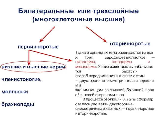 низшие и высшие черви, членистоногие, моллюски брахиоподы. Билатеральные или трехслойные (многоклеточные