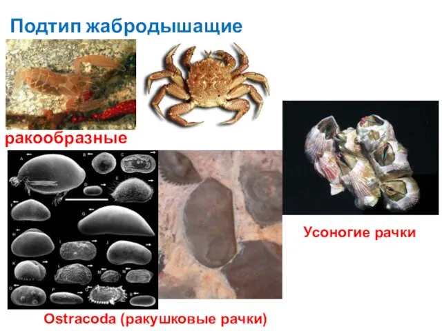 Подтип жабродышащие /Crustacea Ostracoda (ракушковые рачки) ракообразные Усоногие рачки