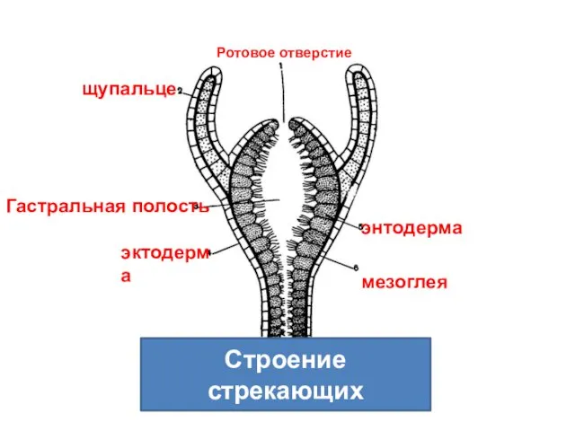 Строение стрекающих Ротовое отверстие эктодерма Гастральная полость щупальце энтодерма мезоглея