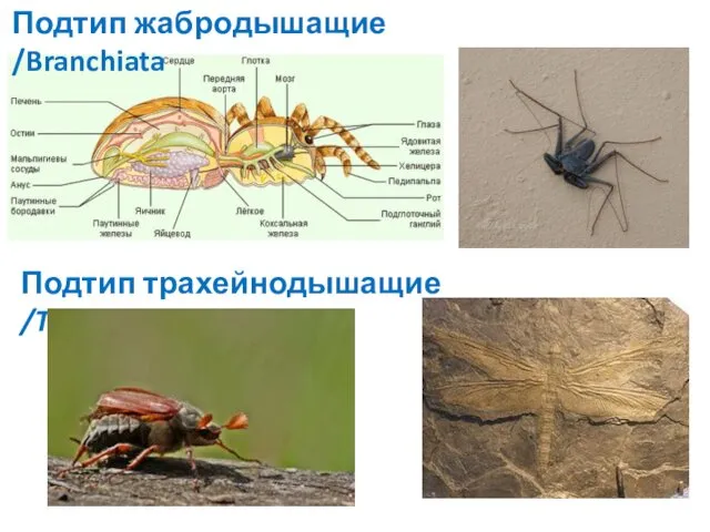 Подтип жабродышащие /Branchiata Подтип трахейнодышащие /TRACHEATA