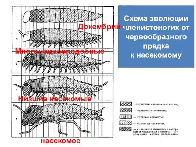 Схема эволюции членистоногих от червообразного предка к насекомому Докембрий Многоножкооподобные Низшие насекомые насекомое