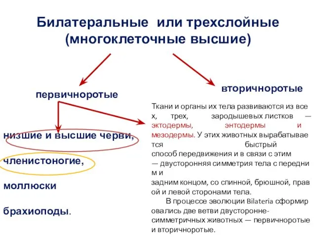 низшие и высшие черви, членистоногие, моллюски брахиоподы. Билатеральные или трехслойные (многоклеточные