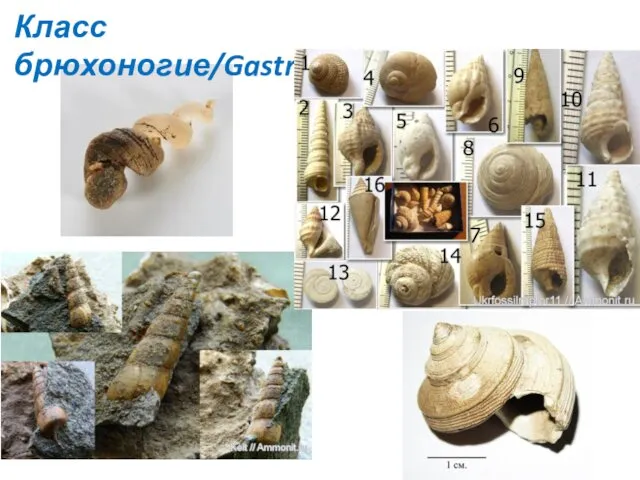 Класс брюхоногие/Gastropoda