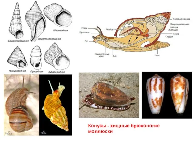 Конусы - хищные брюхоногие моллюски