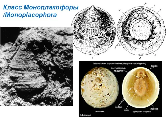 Класс Моноплакофоры /Monoplacophora