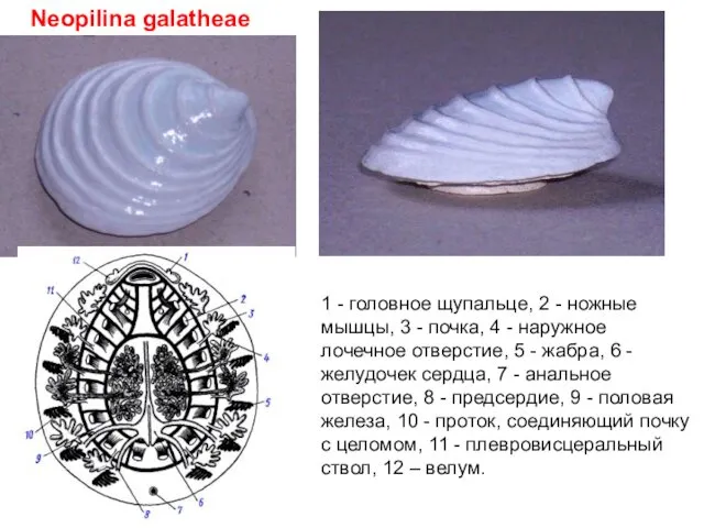 Neopilina galatheae 1 - головное щупальце, 2 - ножные мышцы, 3