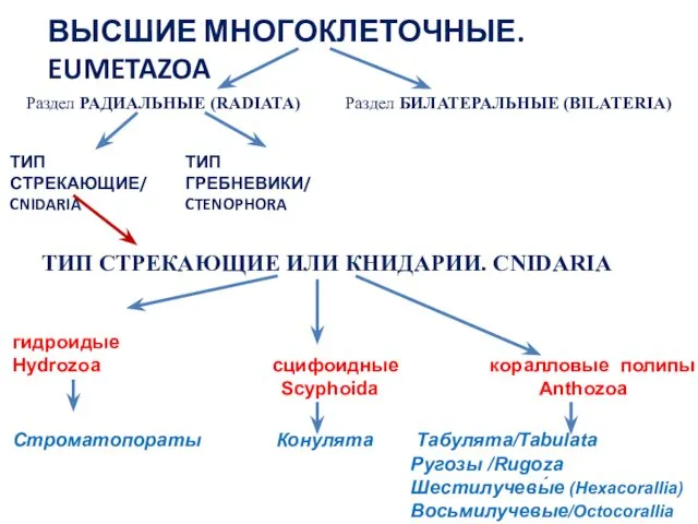 ВЫСШИЕ МНОГОКЛЕТОЧНЫЕ. EUMETAZOA Раздел РАДИАЛЬНЫЕ (RADIATA) Раздел БИЛАТЕРАЛЬНЫЕ (BILATERIA) ТИП СТРЕКАЮЩИЕ/