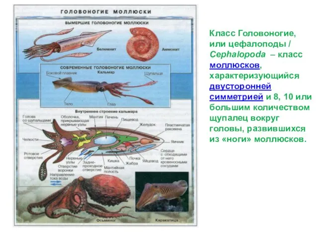 Класс Головоногие, или цефалоподы / Cephalopoda – класс моллюсков, характеризующийся двусторонней