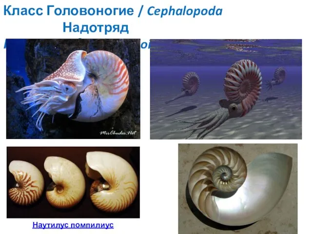 Класс Головоногие / Cephalopoda Надотряд Наутилоидеи/Nautiloidea Наутилус помпилиус