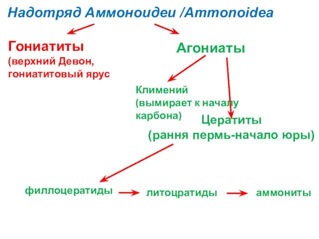 Надотряд Аммоноидеи /Ammonoidea Климений (вымирает к началу карбона) Цератиты (рання пермь-начало