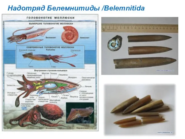 Надотряд Белемнитиды /Belemnitida