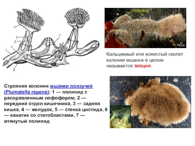 Строение колонии мшанки ползучей (Plumatella repens): 1 — полипид с расправленным