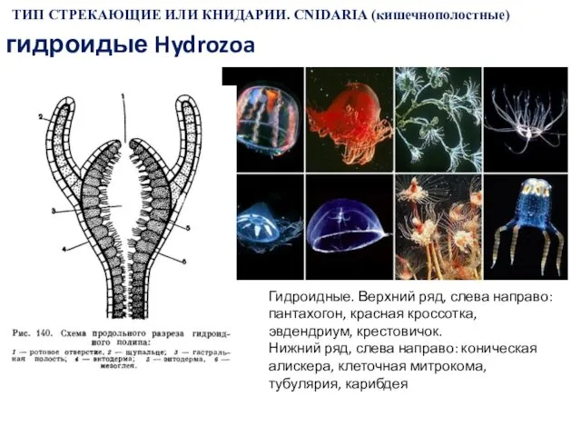 ТИП СТРЕКАЮЩИЕ ИЛИ КНИДАРИИ. CNIDARIA (кишечнополостные) гидроидые Hydrozoa Гидроидные. Верхний ряд,