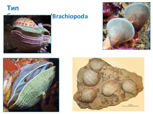 Тип брахиоподы/Brachiopoda