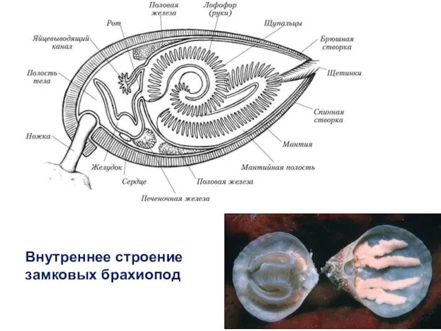 Внутреннее строение замковых брахиопод