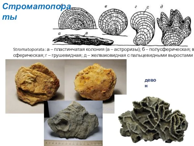 Stromatoporata: а – пластинчатая колония (а – астроризы); б – полусферическая;