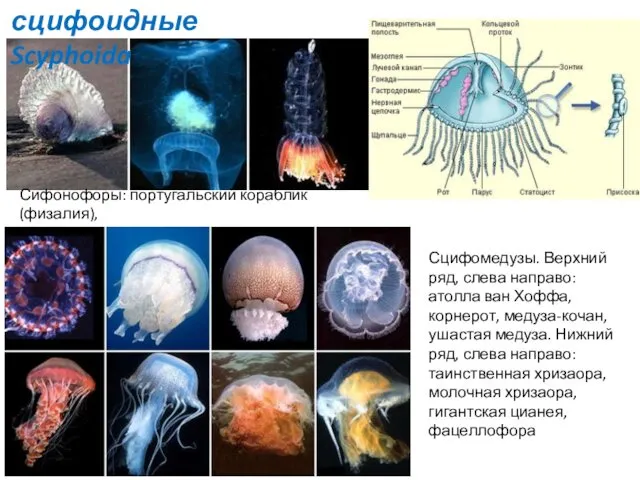 Сифонофоры: португальский кораблик (физалия), прая, плавучая физофора, наномия Сцифомедузы. Верхний ряд,