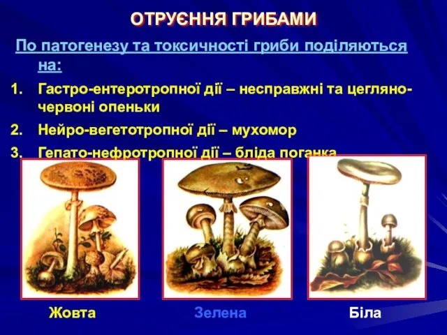 ОТРУЄННЯ ГРИБАМИ По патогенезу та токсичності гриби поділяються на: Гастро-ентеротропної дії