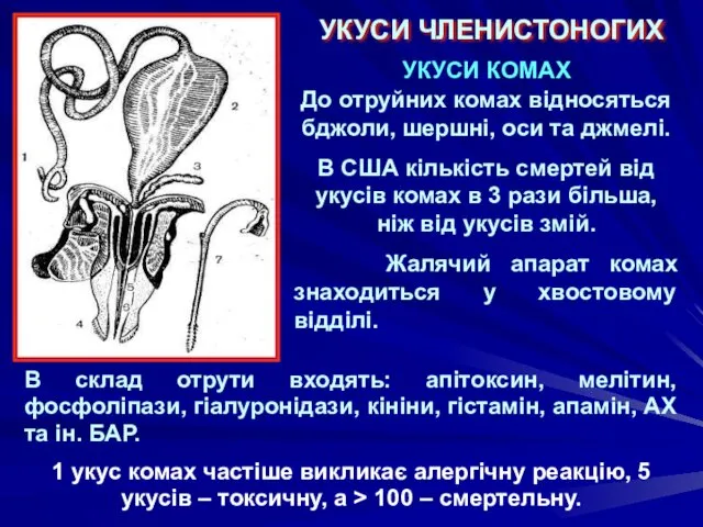 УКУСИ ЧЛЕНИСТОНОГИХ УКУСИ КОМАХ До отруйних комах відносяться бджоли, шершні, оси