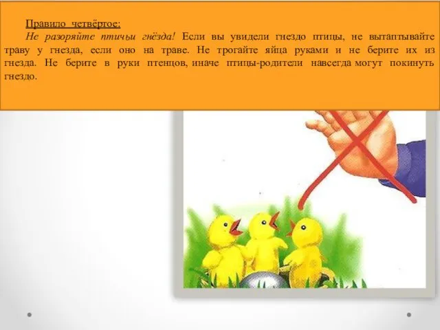 Правило четвёртое: Не разоряйте птичьи гнёзда! Если вы увидели гнездо птицы,