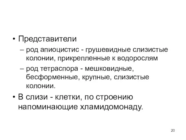 Представители род апиоцистис - грушевидные слизистые колонии, прикрепленные к водорослям род