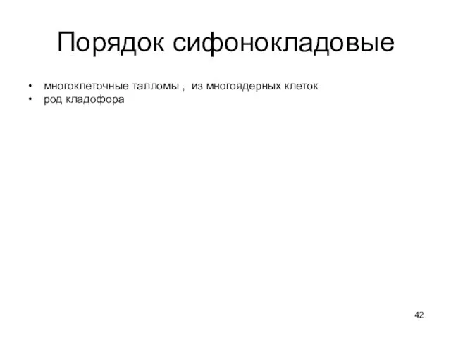 Порядок сифонокладовые многоклеточные талломы , из многоядерных клеток род кладофора