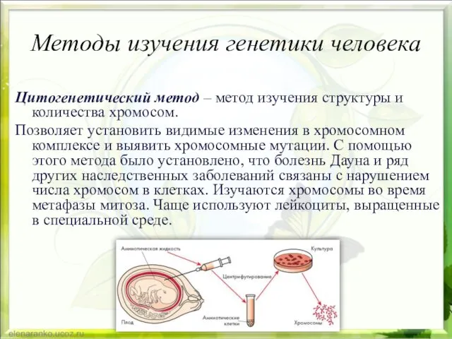 Методы изучения генетики человека Цитогенетический метод – метод изучения структуры и